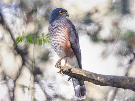 African Goshawk - Aerospiza tachiro - Birds of the World