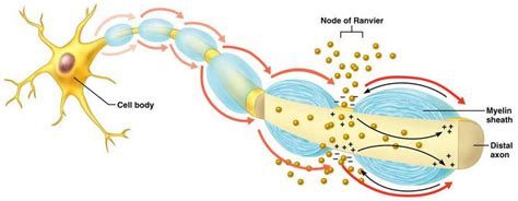 5. Nodes of Ranvier – Human Physiology