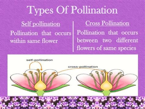 Revision - Plant Reproduction - 2018 PSLE Revision