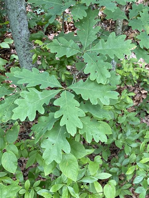 Maryland Biodiversity Project - White Oak (Quercus alba)