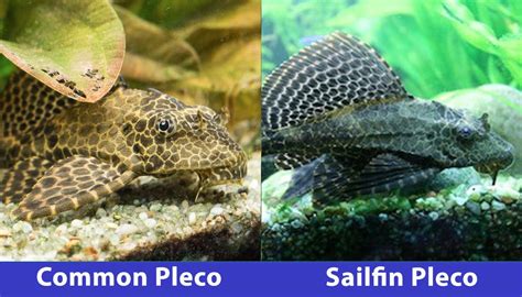 Common Pleco vs Sailfin Pleco: What are the Differences? | Hepper