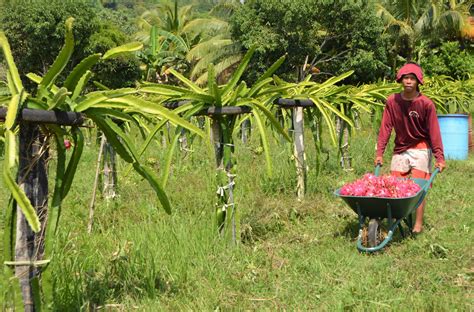 Dragon fruits: The way to profitable farming - Philippine Morning Post