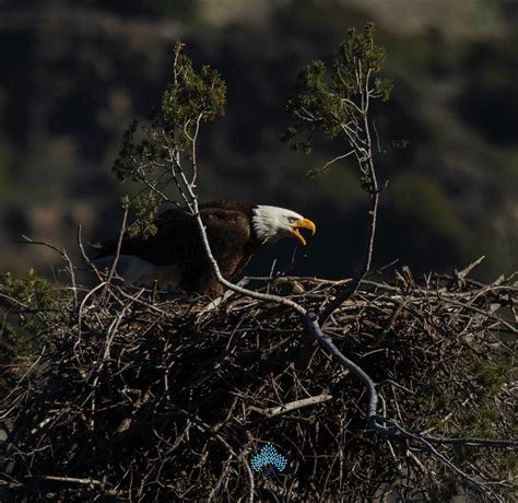 Wildlife Photography