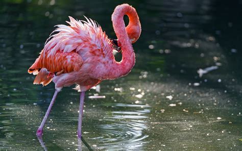 animals, Nature, Flamingos, Ripples, Birds Wallpapers HD / Desktop and Mobile Backgrounds