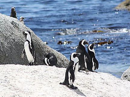 Boulders National Park : Pingouins : Oiseaux : Animaux : Boulders ...