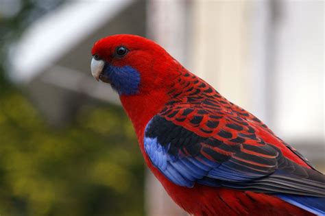 Crimson Rosella (Platycercus elegans). Australian Parrots, Australian Wildlife, Fertile Eggs For ...