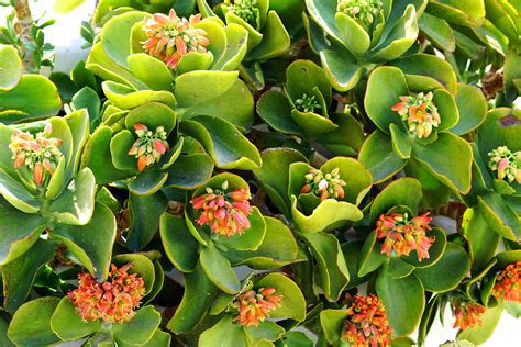 The Best Low-Maintenance Succulents to Grow Outdoors