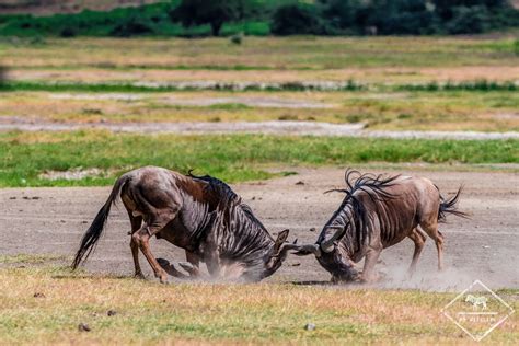 Guide pour votre safari dans le cratère Ngorongoro