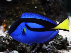 Finding Dory: Blue Tang Fact or Fiction