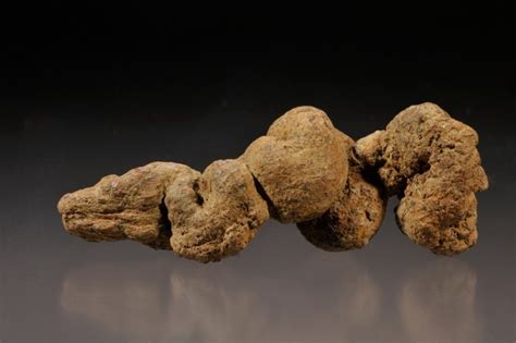 How To Identify Coprolite (Dinosaur Poop Fossils!) - Rock Seeker