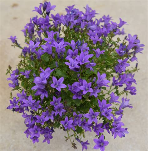 Campanula Ambella Intense Purple