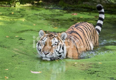 Tiger Walking In Water Stock Photo | Royalty-Free | FreeImages