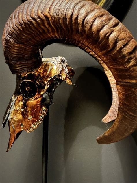 Mouflon skull XXL pedestal - BEAST Interiors