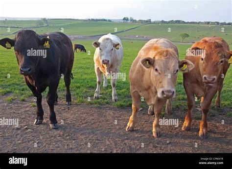 Black white jersey cow hi-res stock photography and images - Alamy