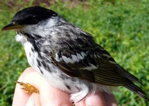 Bird Files: Blackpoll Warbler Fattens Up for Migration | The Allegheny Front