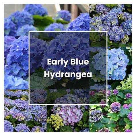 How to Grow Early Blue Hydrangea - Plant Care & Tips | NorwichGardener