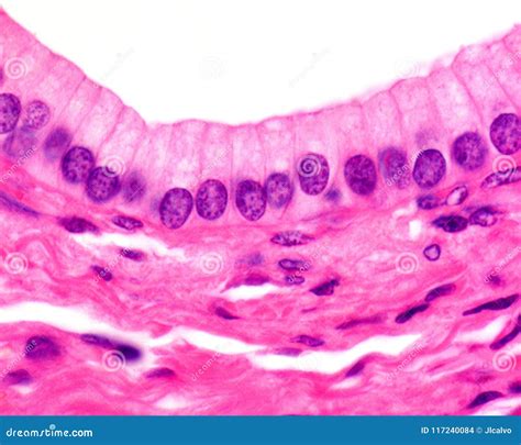 Simple columnar epithelium stock photo. Image of pancreas - 117240084