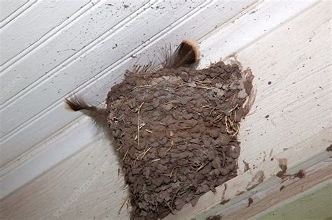 Barn Swallow Nest - Stock Image - F031/9277 - Science Photo Library