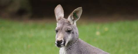 Wildlife Parks Australia | Australia Zoos and Wildlife Sanctuaries