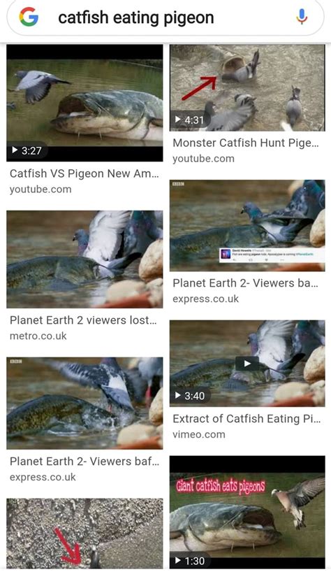 G catfish eating pigeon Monster Catfish Hunt Pige... youtube.conn Catfish VS Pigeon New Am ...