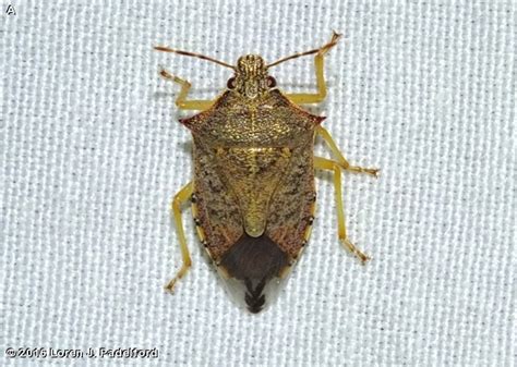 SPINED SOLDIER BUG - Fontenelle Forest Nature Search : Fontenelle ...