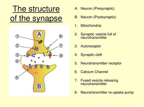 Neurons And Synapses Diagram