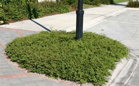 Trailing rosemary - ground cover