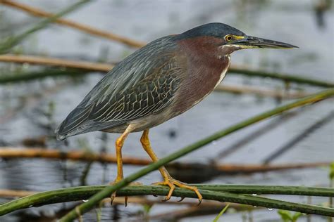 Florida / Green Heron Hunting