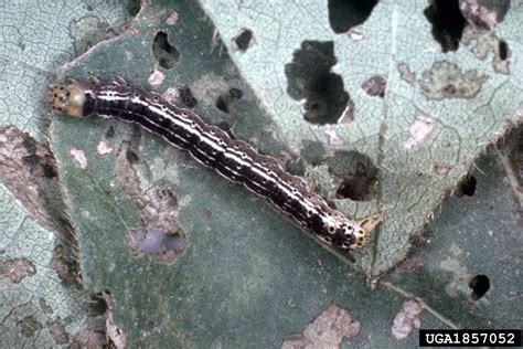 cotton leafworm (Alabama argillacea)