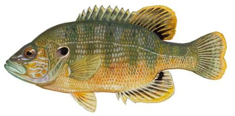 Green Sunfish Fishing Guide | How to Catch a Green Sunfish