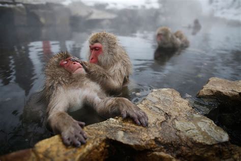 Photos: Japanese Macaque Monkeys Groom Themselves in Hot Spring | Time