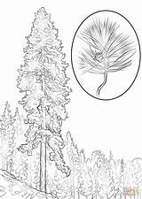 Ponderosa Pine coloring page  Free Printable Coloring Pages sketch template