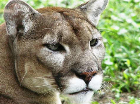 Animals of the world: Florida Panther