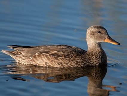 American Black Duck, Identification, All About Birds - Cornell Lab of ...