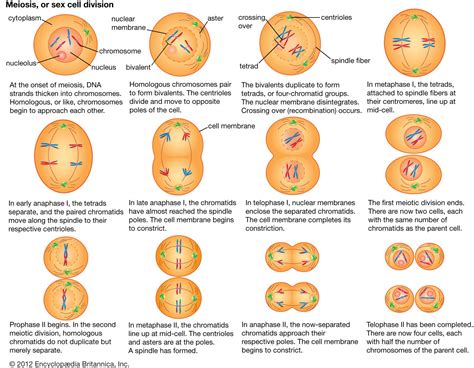 A Summary Of How Cell Division Meiosis In Cells Meiosis Plant And ...