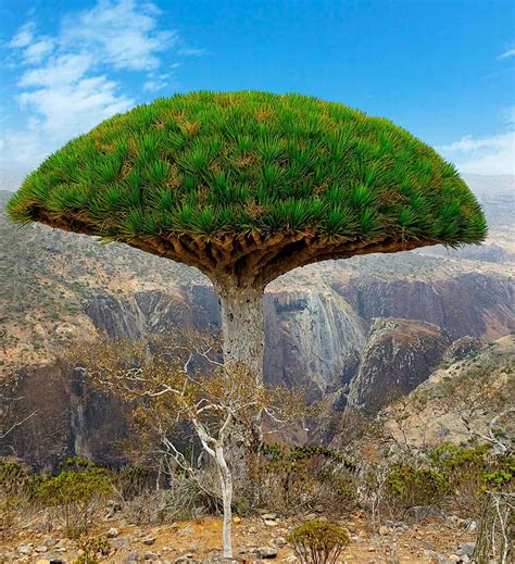 Socotra Island: The Most Alien Place on Earth | Socotra Trip