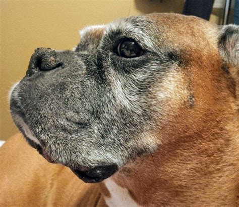 Crusty nose | Boxer dogs, Old dogs, Best dogs