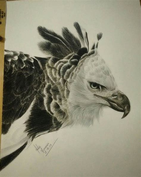 Harpy Eagle Drawing at GetDrawings | Free download