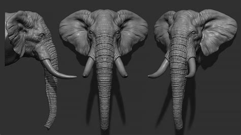 ArtStation - Elephant head