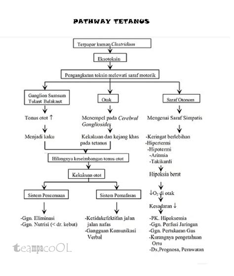 Pathway Tetanus