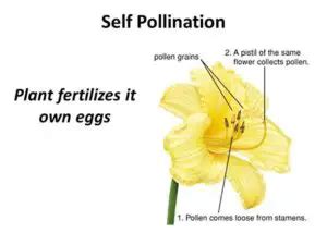 self-pollination | Gardening ABC