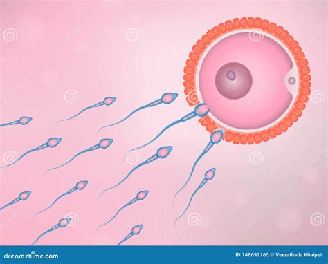 Natural Fertilization, Sperm and Egg Cell Stock Vector - Illustration of background, fertility ...