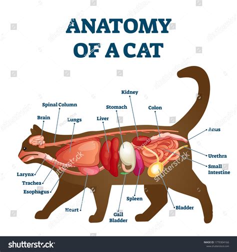 2,947 Cat anatomy illustration Images, Stock Photos & Vectors ...