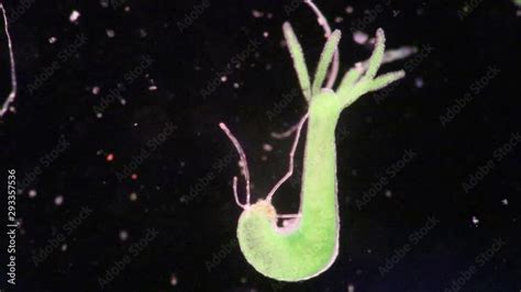 Hydra is a genus of small, fresh-water animals of the phylum Cnidaria and class Hydrozoa under ...