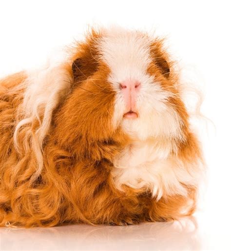 Texel Guinea Pig - Complete Breed Guide To The Curly Haired Cavy