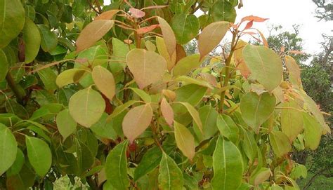 Cinnamomum Camphora (Camphor Tree): Taxomony, Description & Medicinal Uses