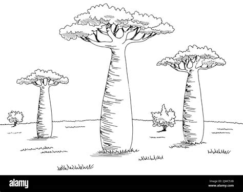 Baobab tree bark Cut Out Stock Images & Pictures - Alamy