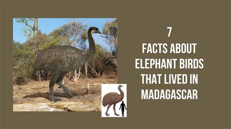 7 Facts about elephant birds that lived in Madagascar - Proto Animal