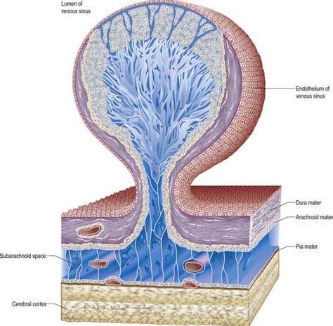 Cranial Meninges | Neupsy Key