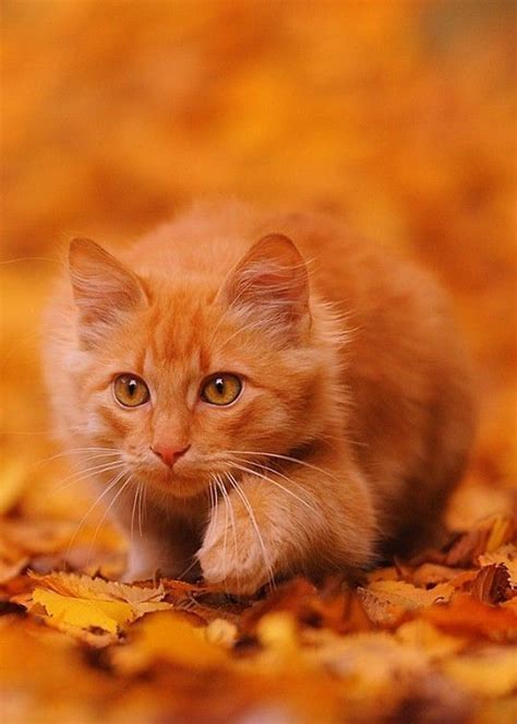 Orange... Cute Cats And Kittens, Kittens Cutest, Cool Cats, Pretty Cats, Beautiful Cats, Animals ...